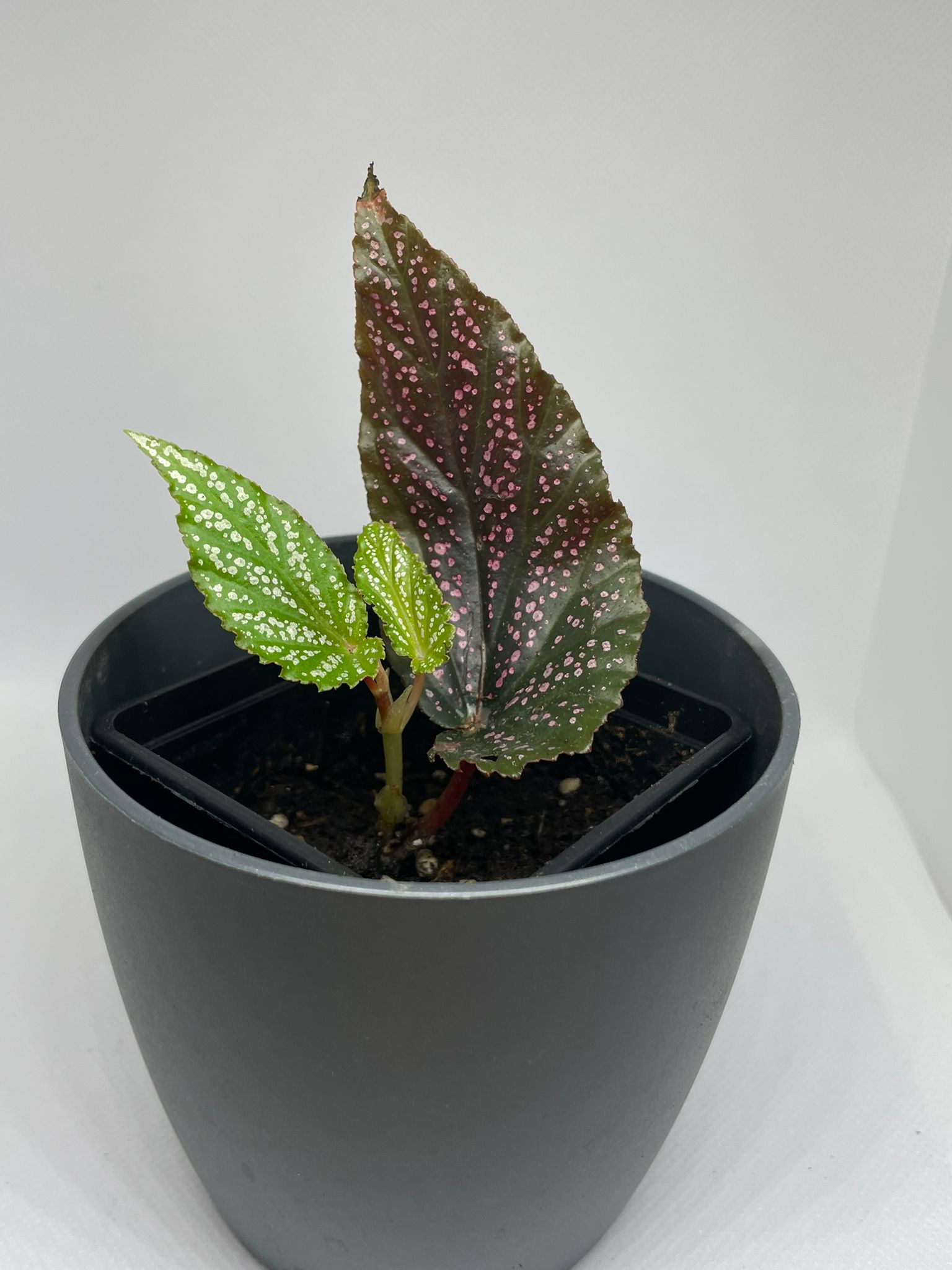 Begonia Maculata